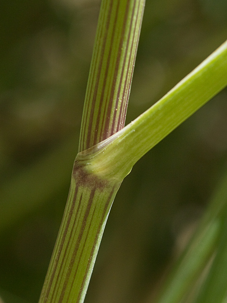 Acedera menor (Torilis japonica)