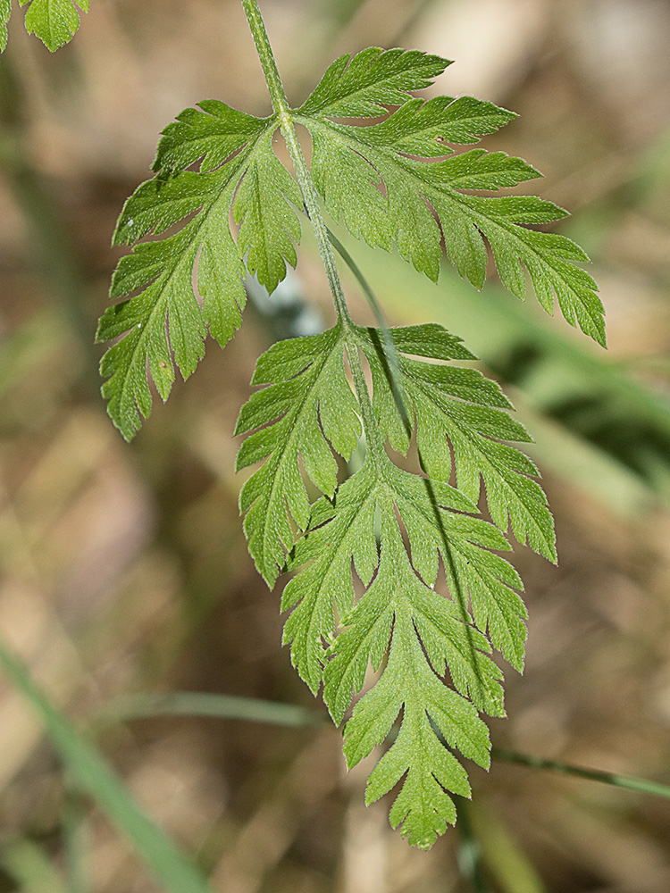 Acedera menor (Torilis japonica)