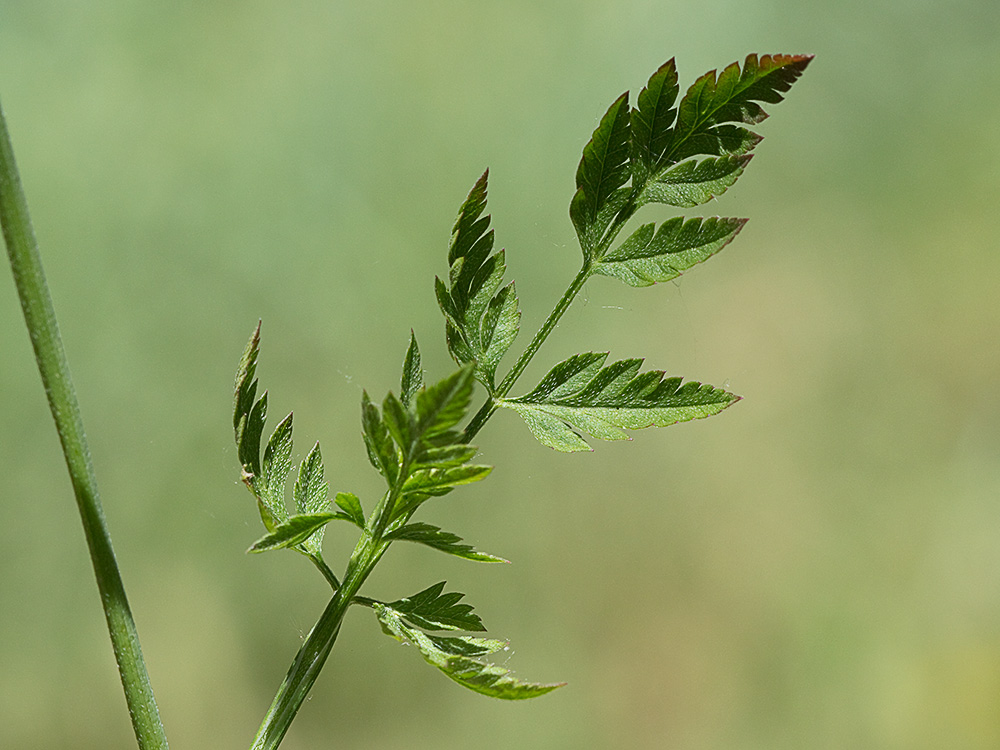 Acedera menor (Torilis japonica)