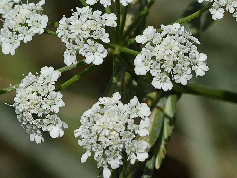 Acedera menor (Torilis japonica)