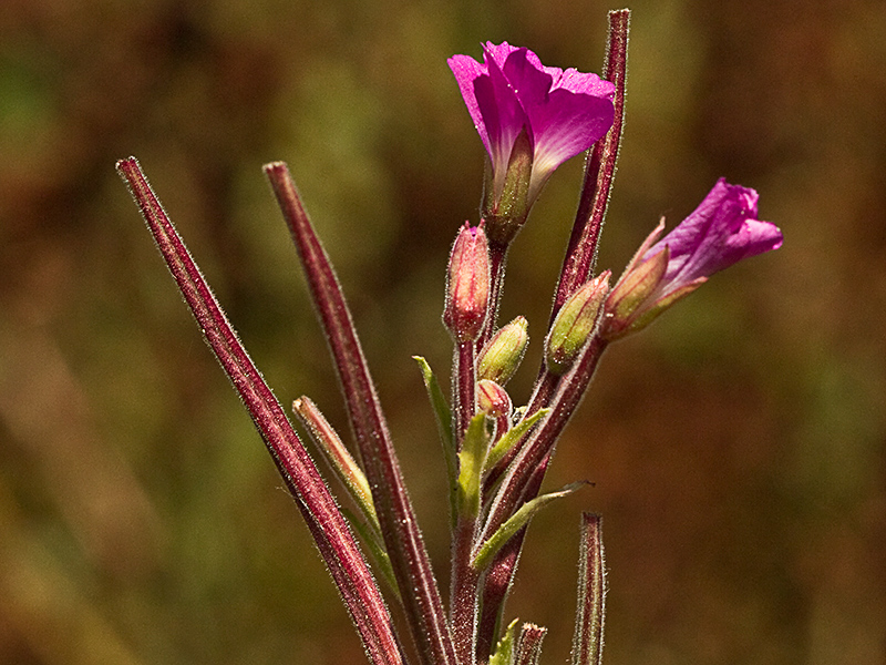 Adelfilla pelosa (Epilobium Hirsutum)
