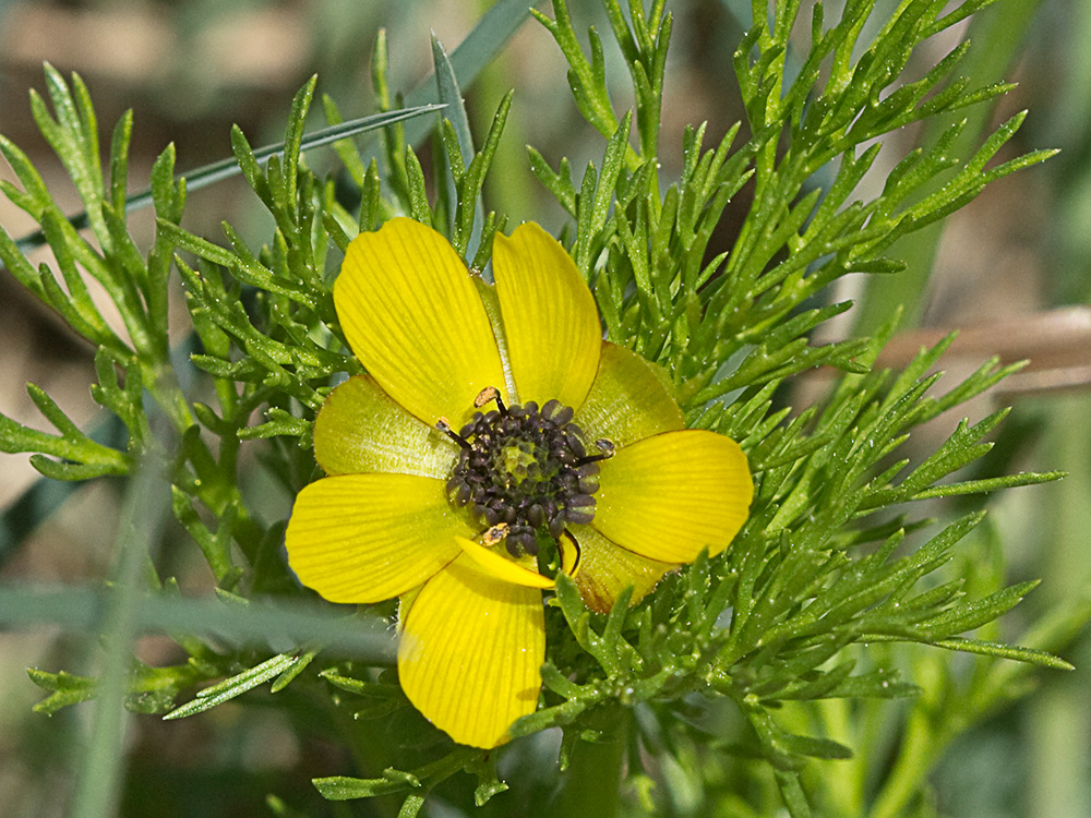Adonis amarillo, Renículo (Adonis microcarpa)