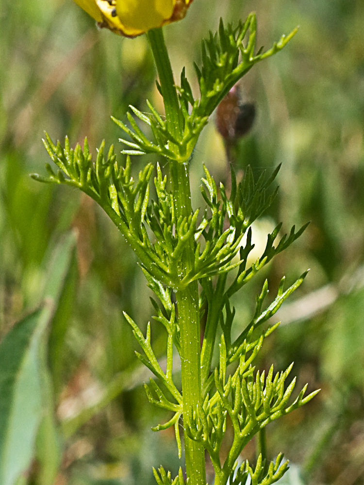 Adonis amarillo, Renículo (Adonis microcarpa)
