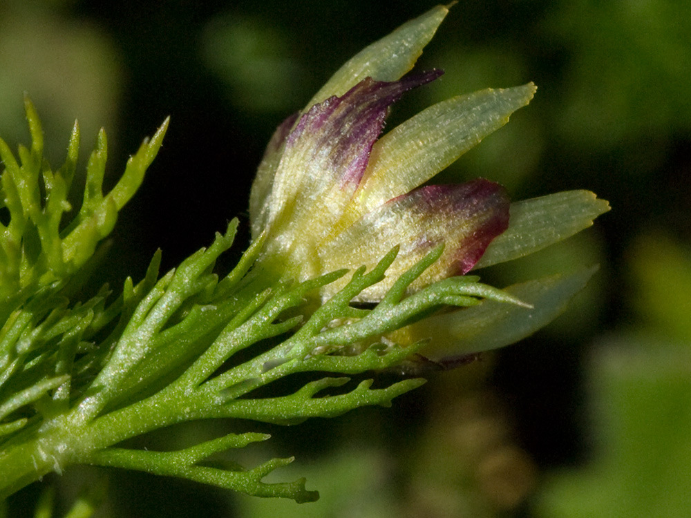 Adonis amarillo, Renículo (Adonis microcarpa)