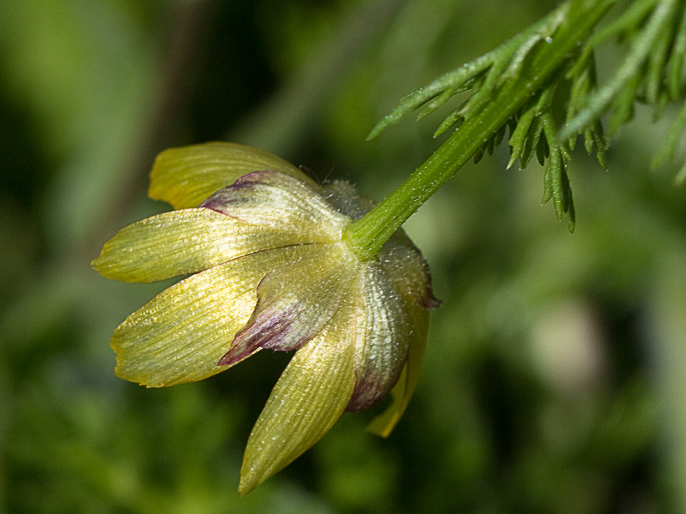 Adonis amarillo, Renículo (Adonis microcarpa)