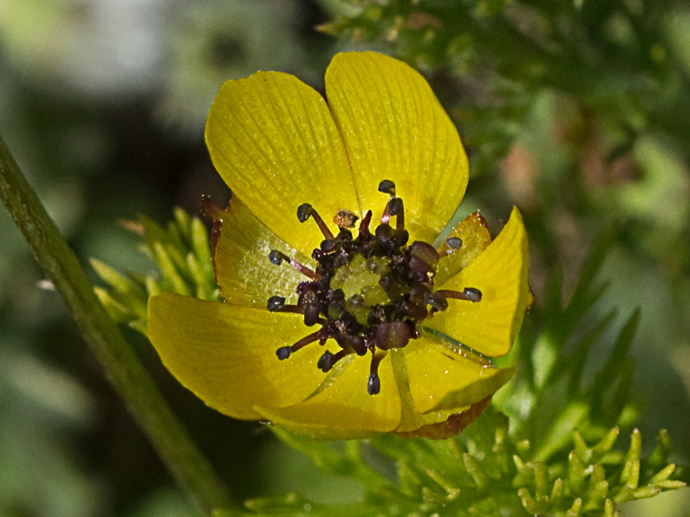 Adonis amarillo, Renículo (Adonis microcarpa)