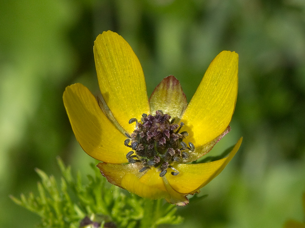 Adonis amarillo, Renículo (Adonis microcarpa)