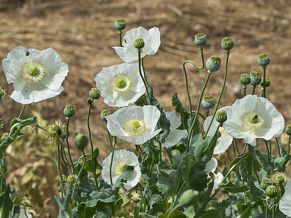 Papaver somniferum var. nigrum