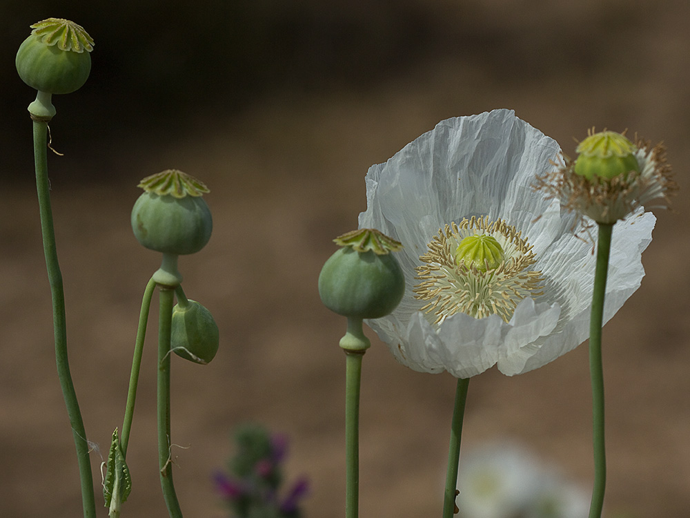 Papaver somniferum var. nigrum
