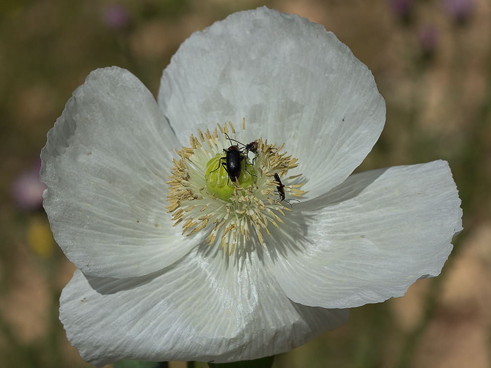 Papaver somniferum var. nigrum