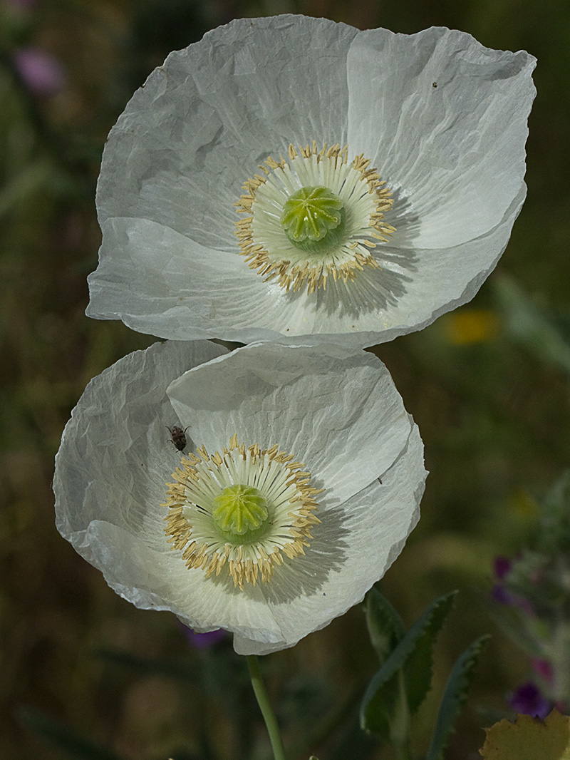 Papaver somniferum var. nigrum