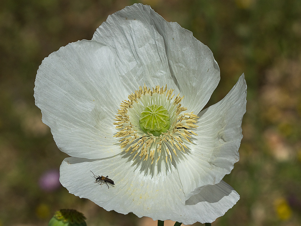Papaver somniferum var. nigrum