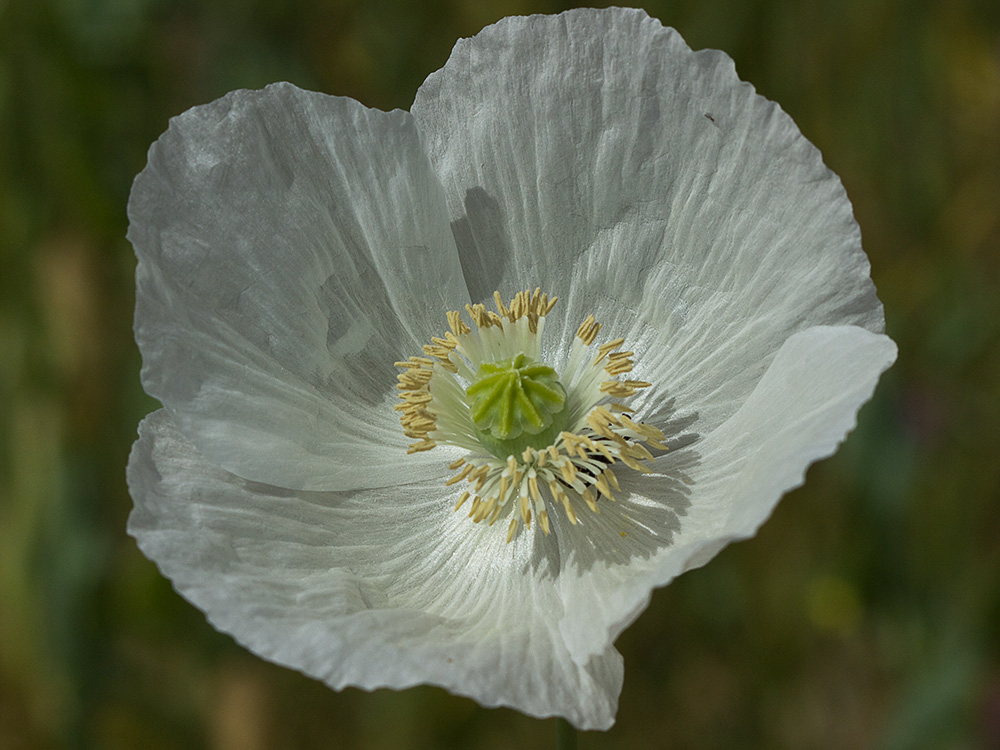 Papaver somniferum var. nigrum