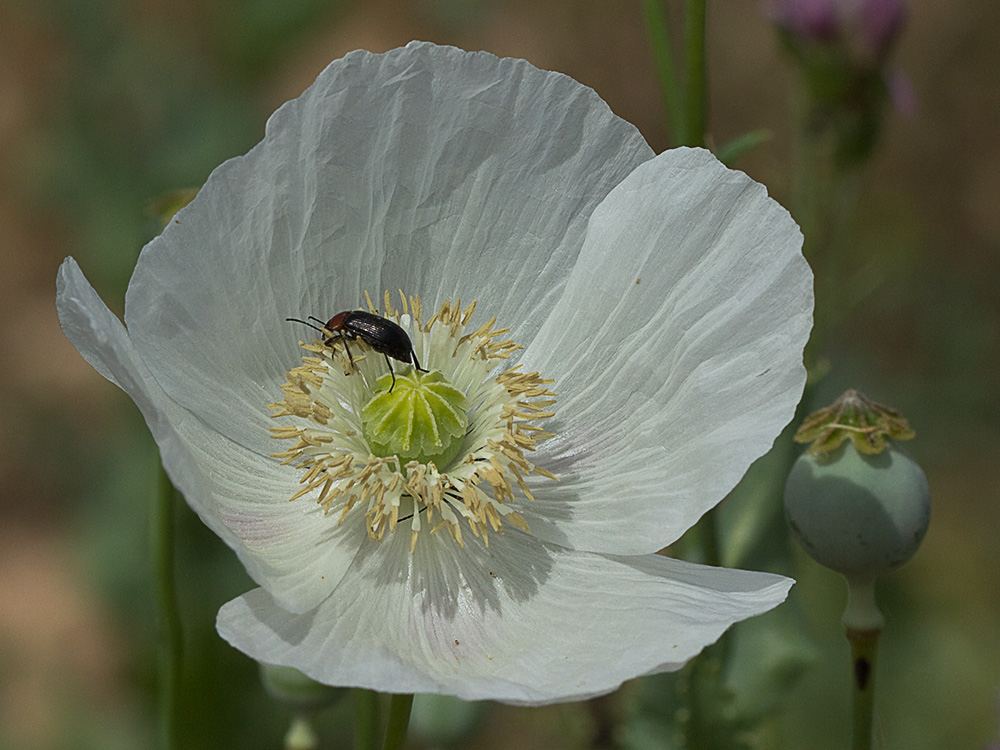 Papaver somniferum var. nigrum