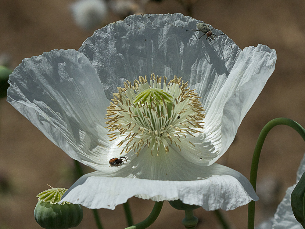 Papaver somniferum var. nigrum