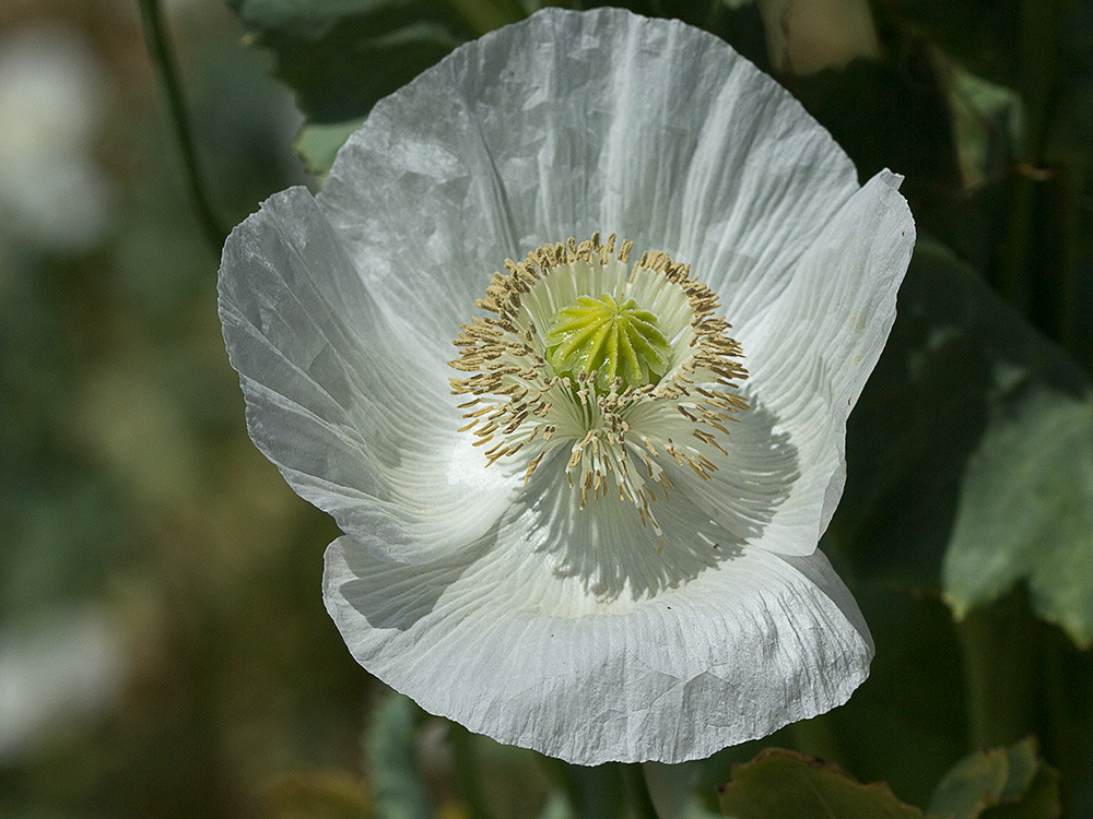 Papaver somniferum var. nigrum