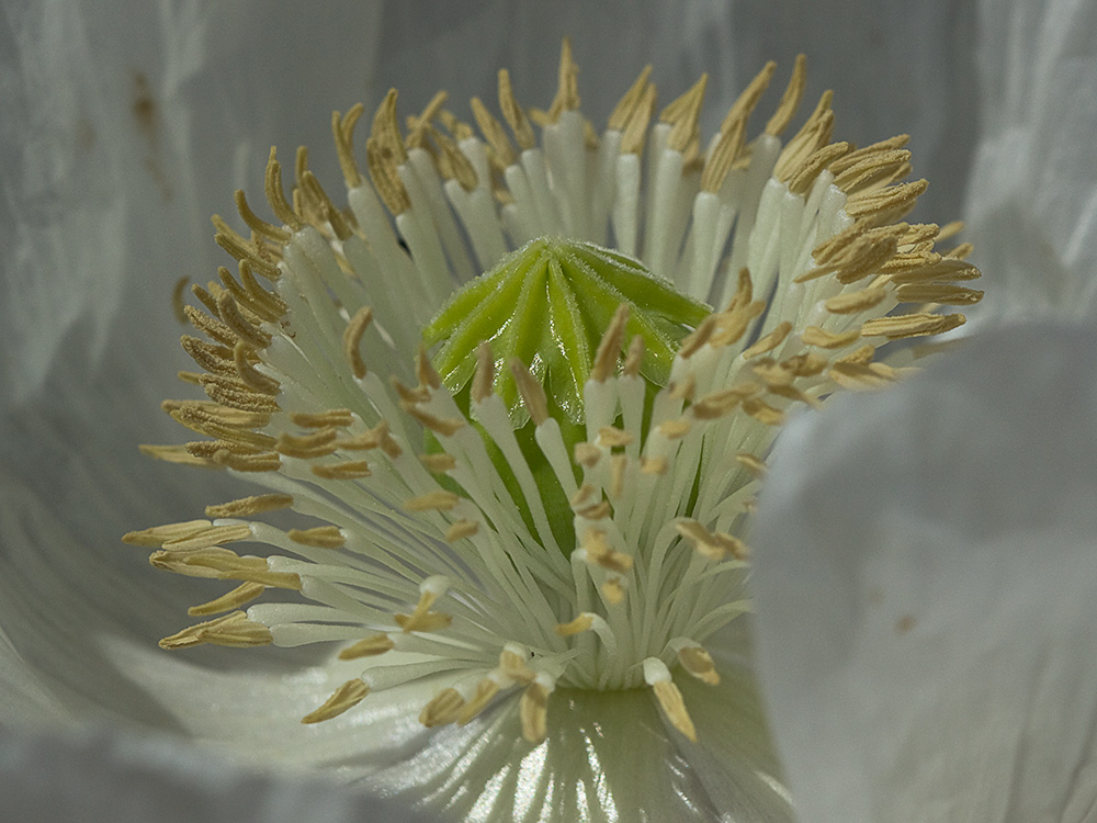 Papaver somniferum var. nigrum