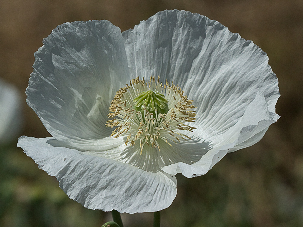 Papaver somniferum var. nigrum