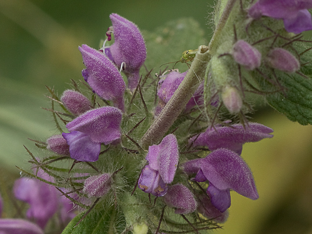 Aguavientos (Phlomis herba-venti)