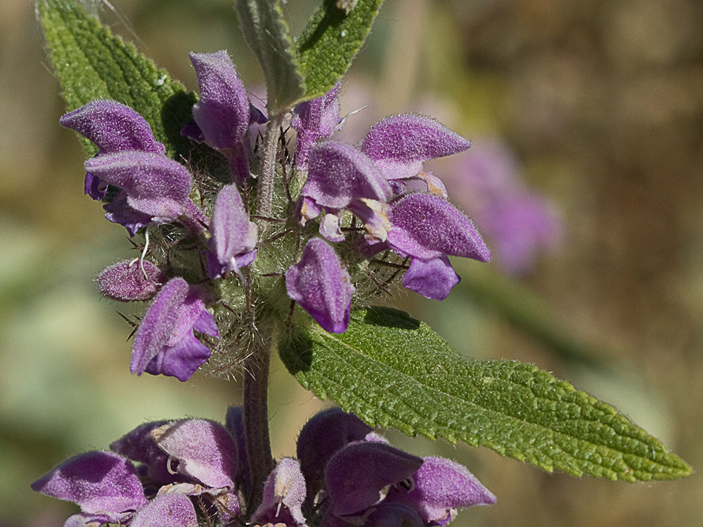 Aguavientos (Phlomis herba-venti)