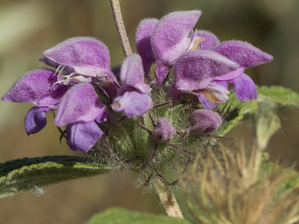 Aguavientos (Phlomis herba-venti)