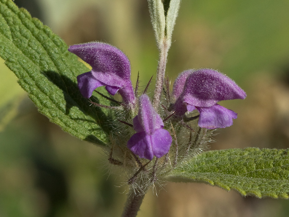 Aguavientos (Phlomis herba-venti)