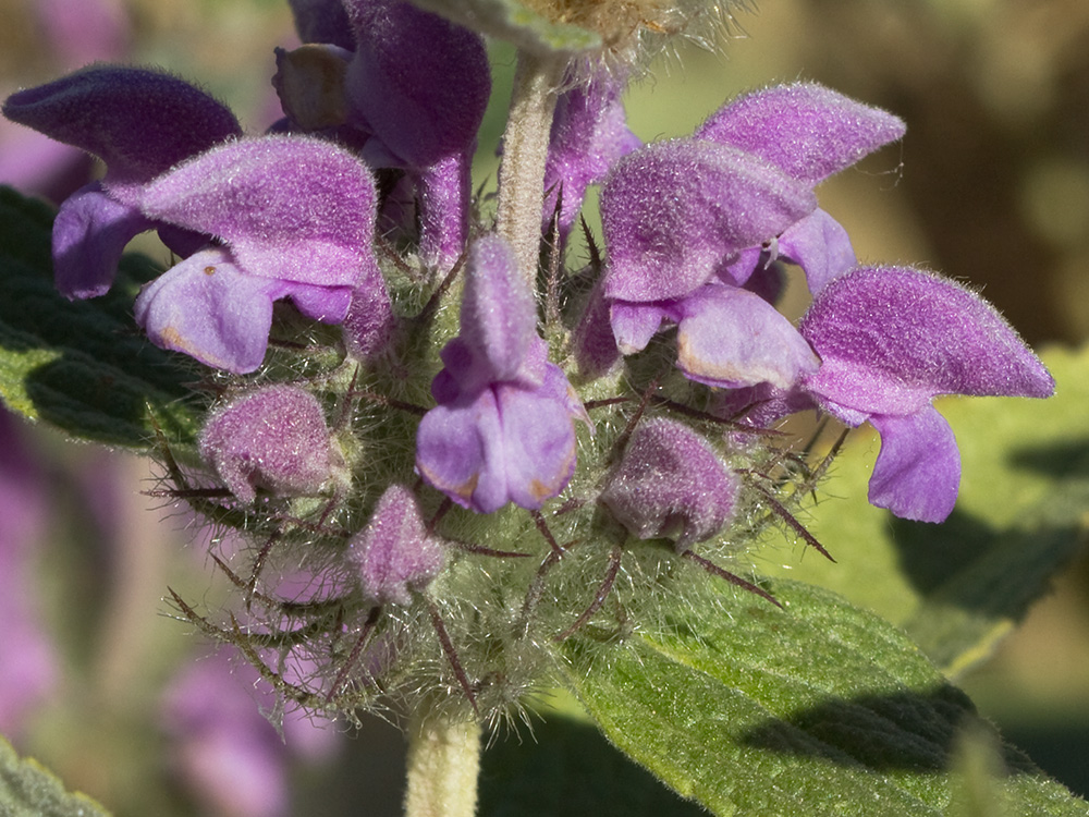 Aguavientos (Phlomis herba-venti)