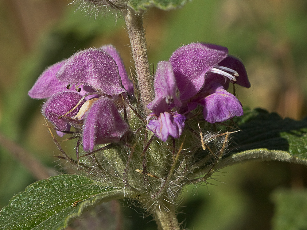 Aguavientos (Phlomis herba-venti)