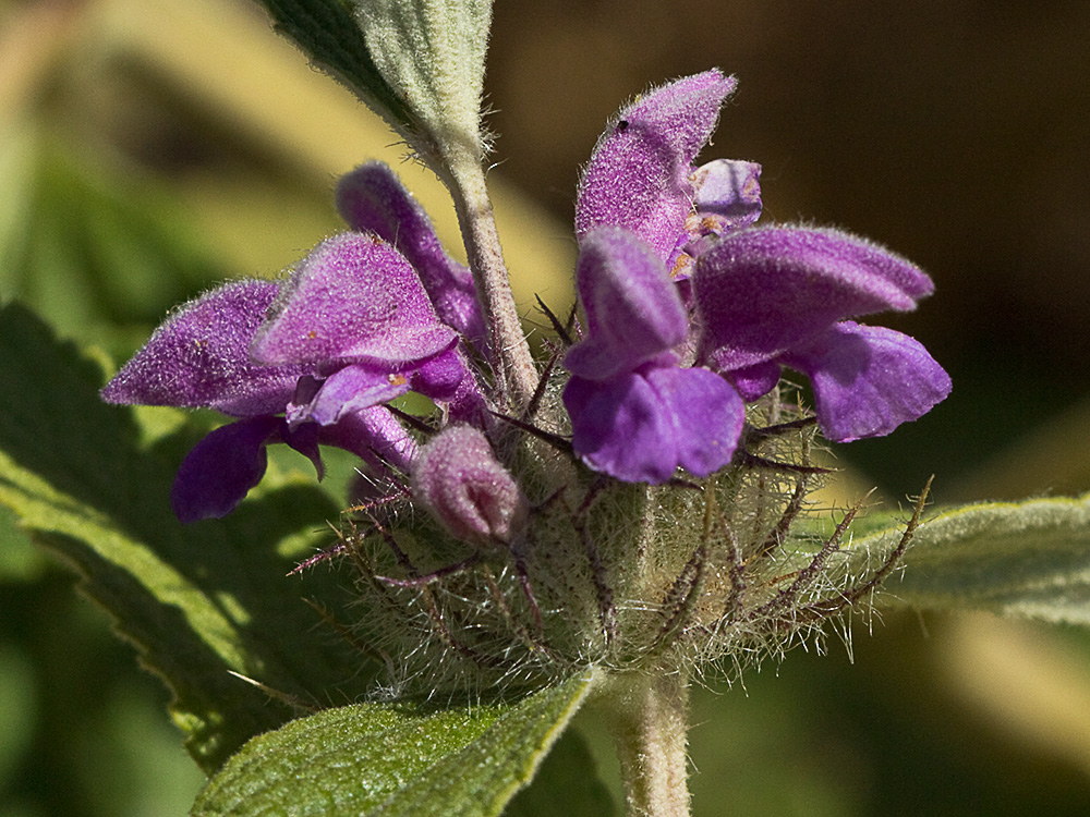 Aguavientos (Phlomis herba-venti)