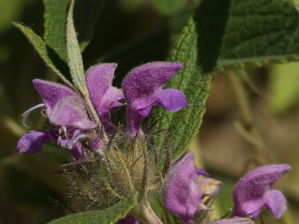 Aguavientos (Phlomis herba-venti)