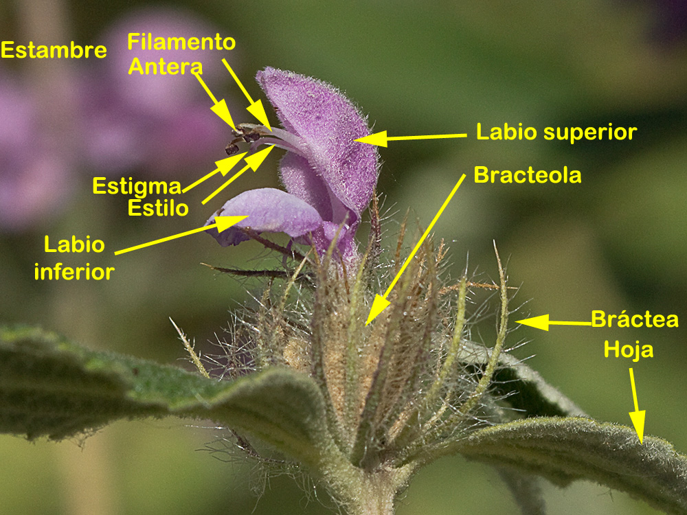 Aguavientos (Phlomis herba-venti)