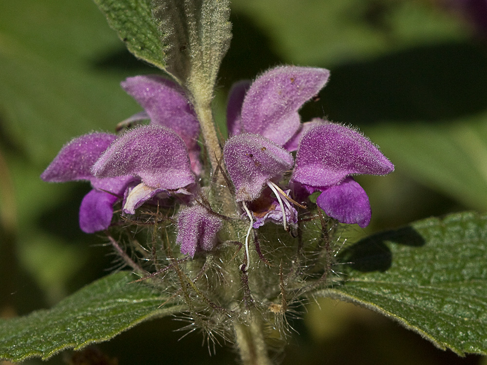 Aguavientos (Phlomis herba-venti)