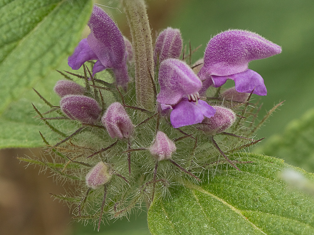 Aguavientos (Phlomis herba-venti)