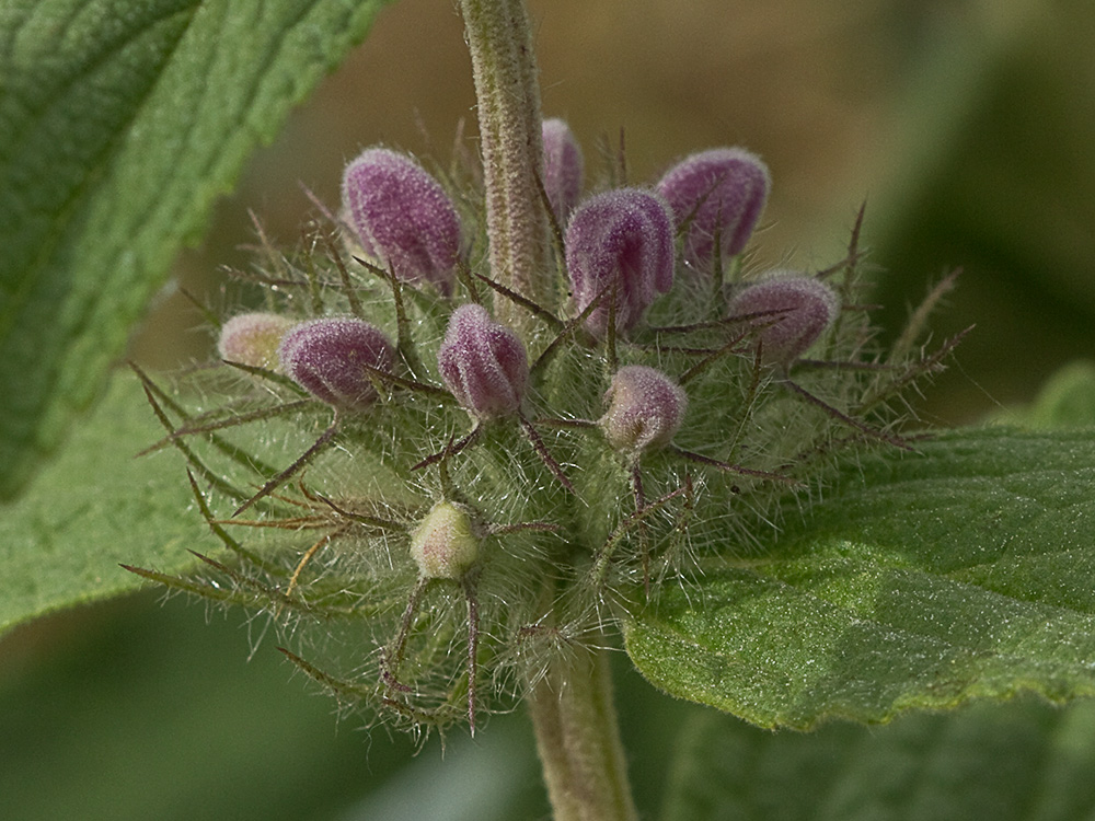 Aguavientos (Phlomis herba-venti)