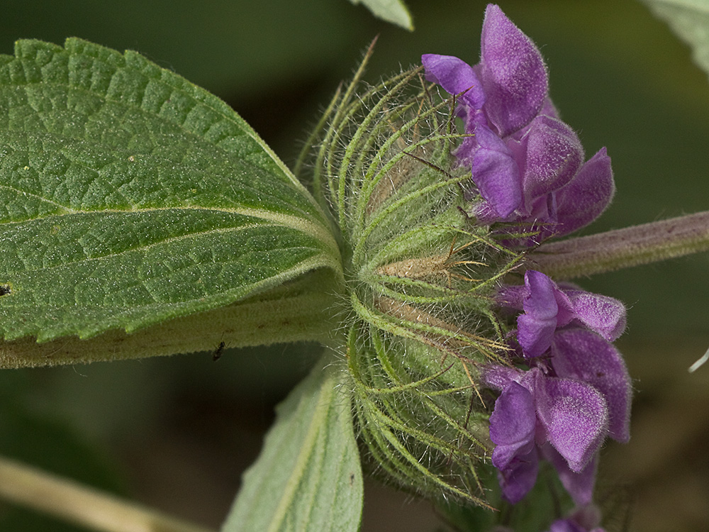 Aguavientos (Phlomis herba-venti)