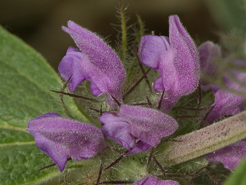 Aguavientos (Phlomis herba-venti)