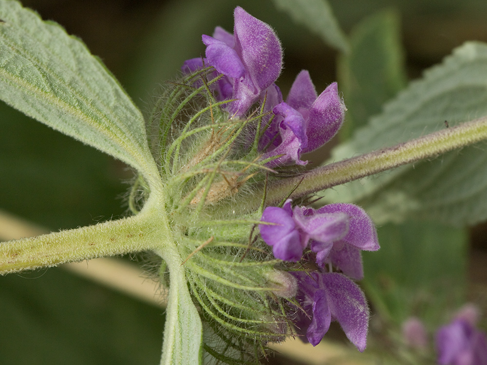 Aguavientos (Phlomis herba-venti)