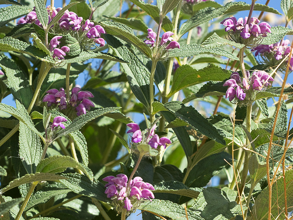 Aguavientos (Phlomis herba-venti)