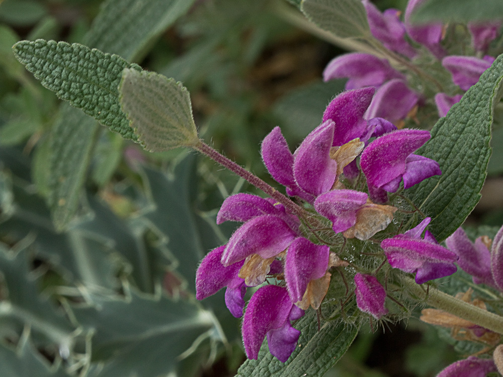 Aguavientos (Phlomis herba-venti)