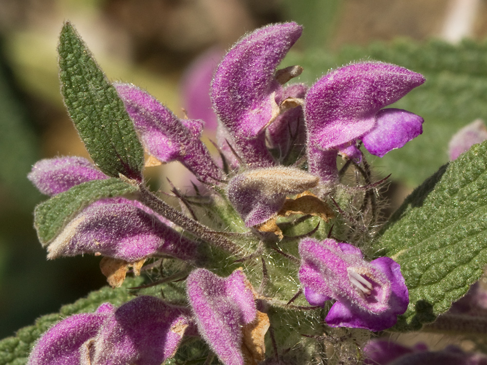 Aguavientos (Phlomis herba-venti)