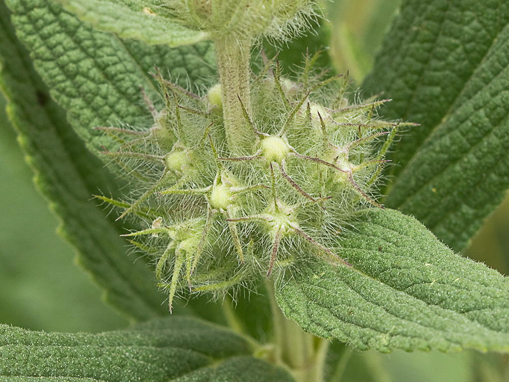 Aguavientos (Phlomis herba-venti)