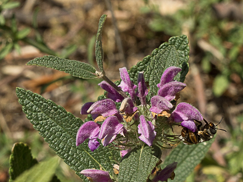 Aguavientos (Phlomis herba-venti)