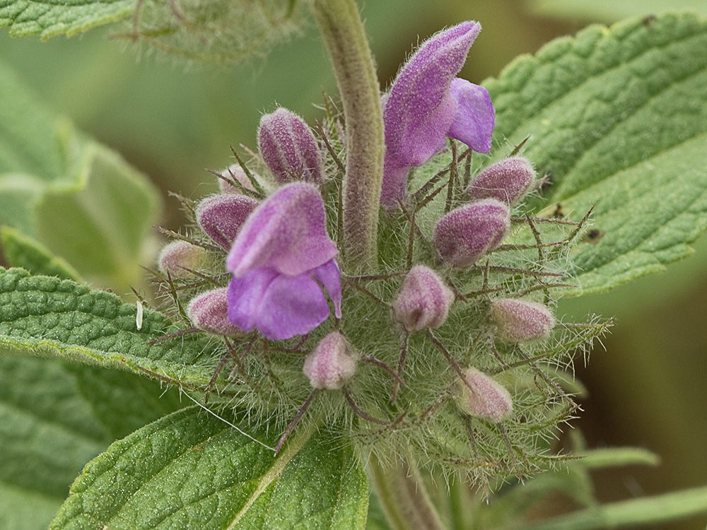 Aguavientos (Phlomis herba-venti)