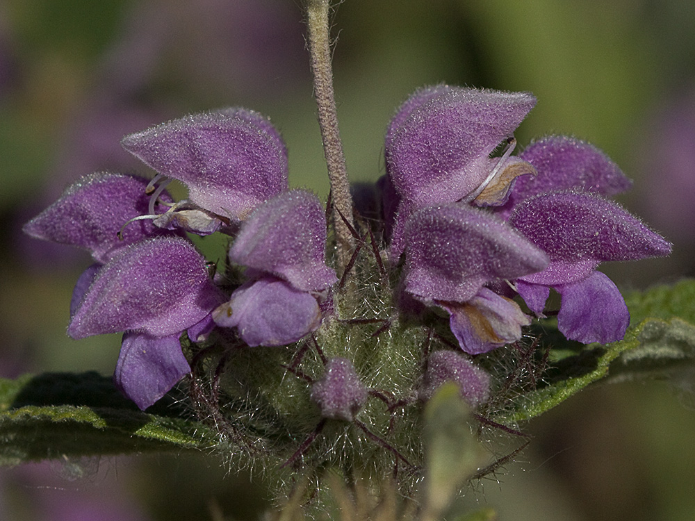 Aguavientos (Phlomis herba-venti)