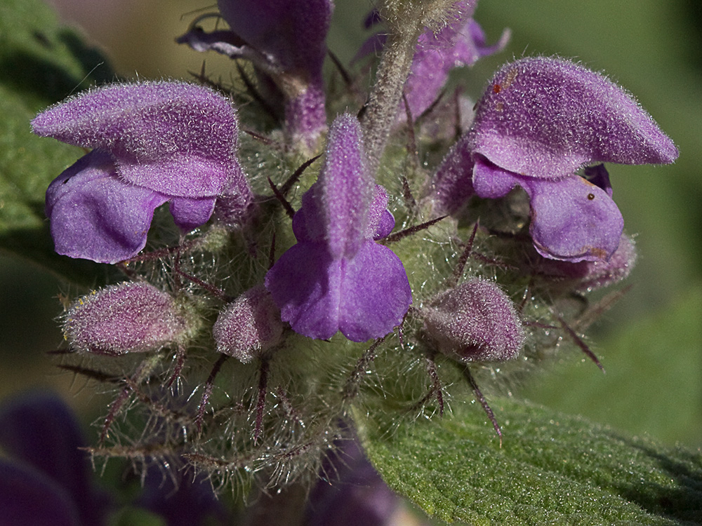 Aguavientos (Phlomis herba-venti)