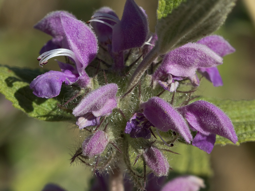 Aguavientos (Phlomis herba-venti)