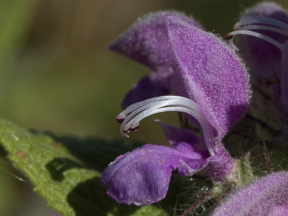 Aguavientos (Phlomis herba-venti)