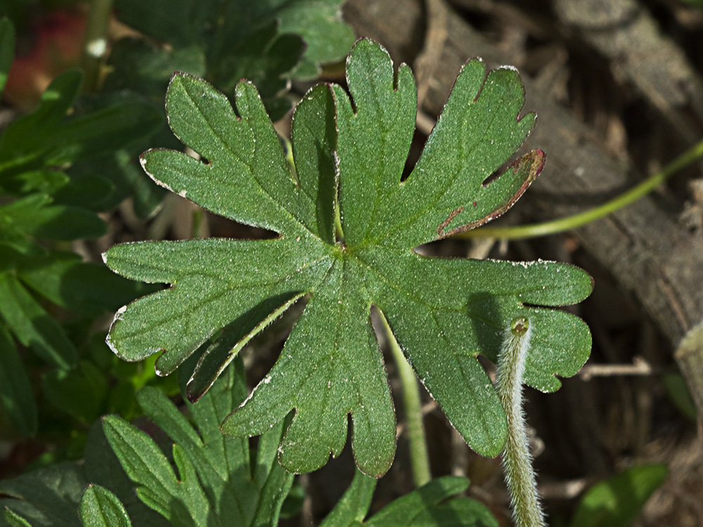 Geranium pusillum