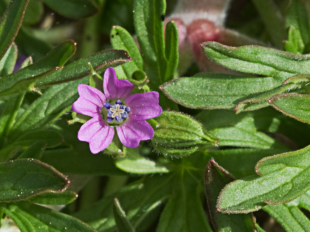 Geranium pusillum