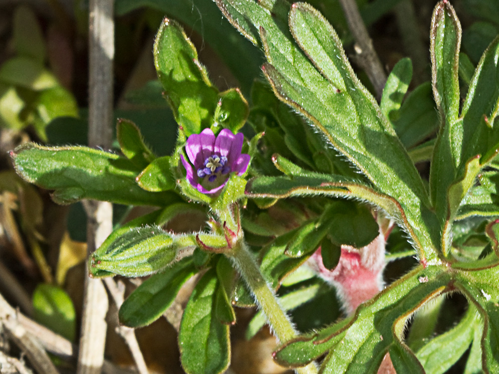 Geranium pusillum